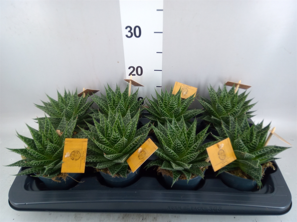 Gasteraloe Aurora 510Ø