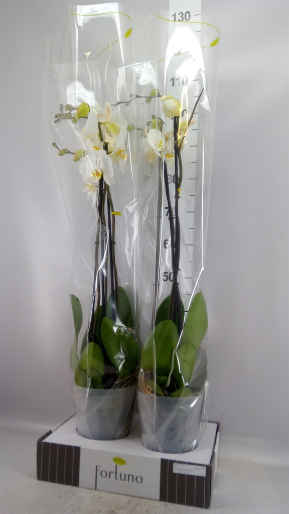 Phalaenopsis White 2 Stem 17Ø 110cm