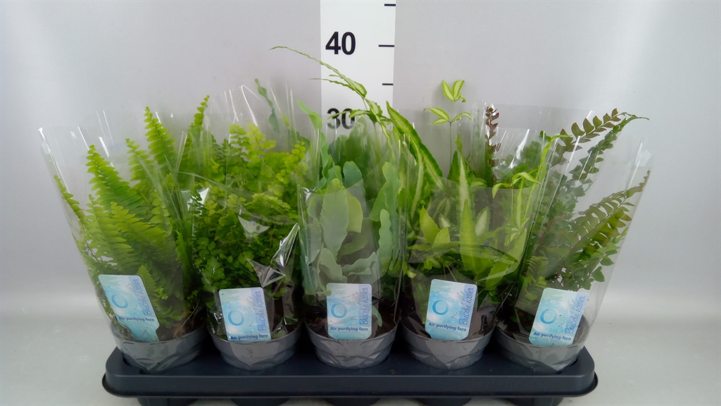 Ferns Mix 12Ø 25cm