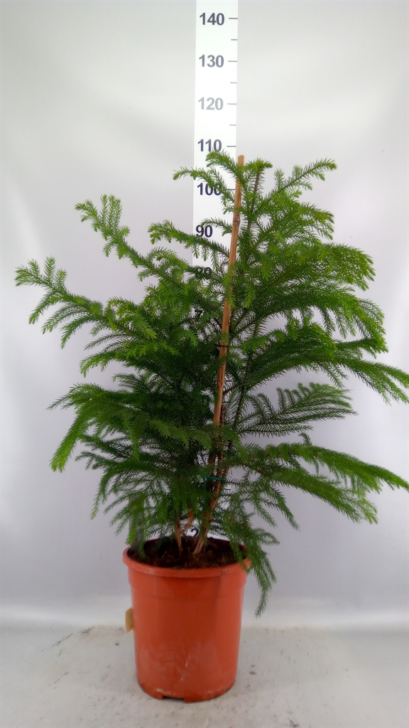 Arau Heterophyl 24Ø 100cm