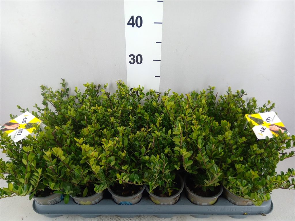 Ilex Cr Dark Green 10cm