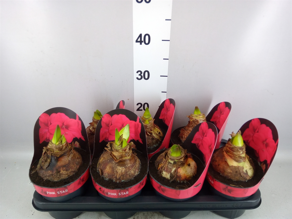Hippeastrum Lagoon 14Ø 25cm