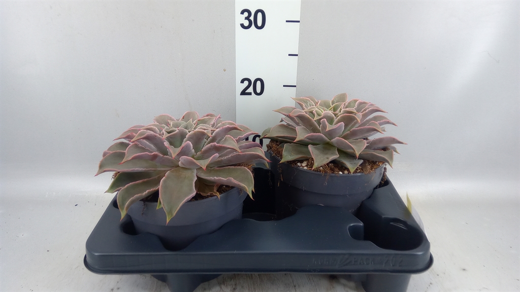 Echeveria Grey Prince 17Ø 25cm