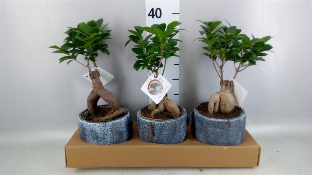 Ficus Microcarpa Ginseng 15Ø 35cm
