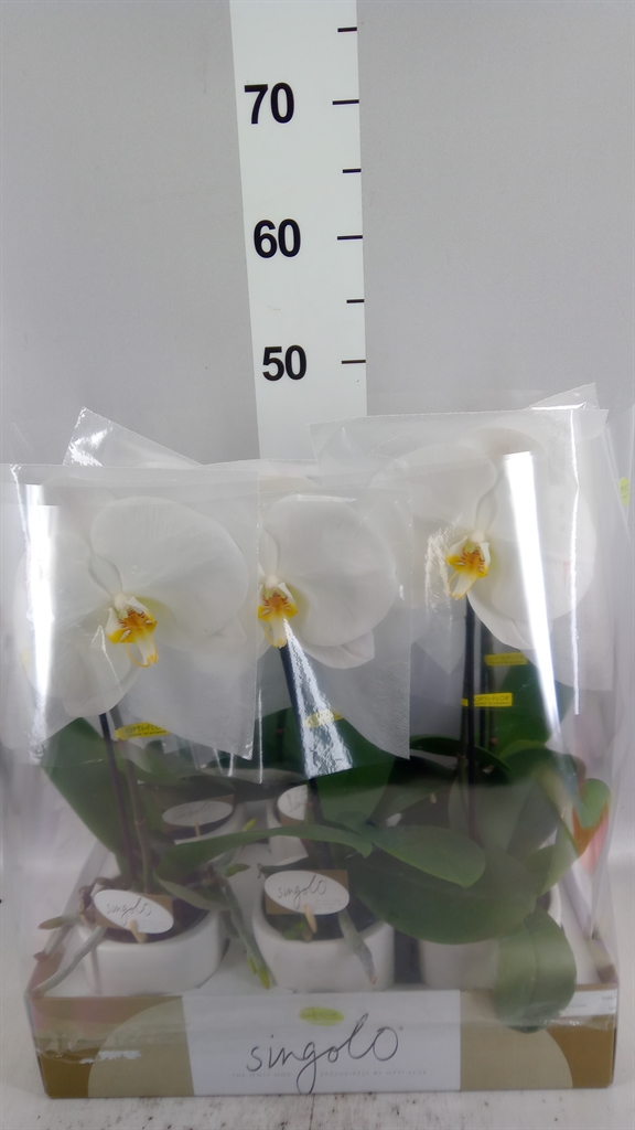 Phalaenopsis White 2 Stem 9Ø 40cm