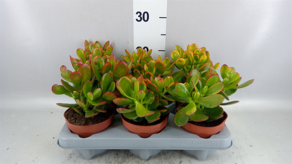 Crassula Sunset 12Ø 20cm