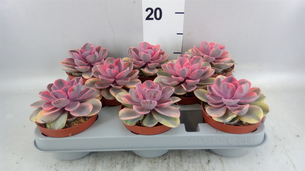 Echeveria Grey Prince 510Ø 14cm