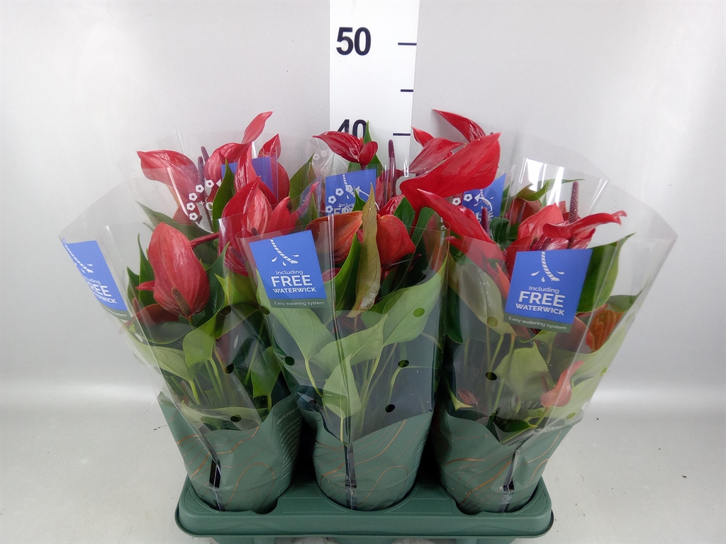 Anthurium Banderola Lava 12Ø 40cm