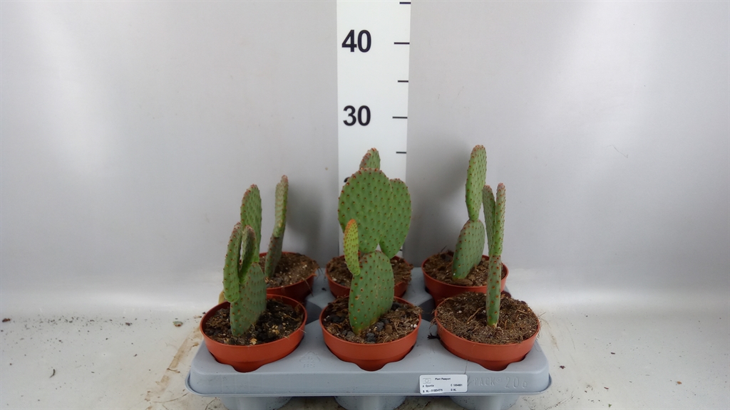 Opuntia Microdasys 12Ø