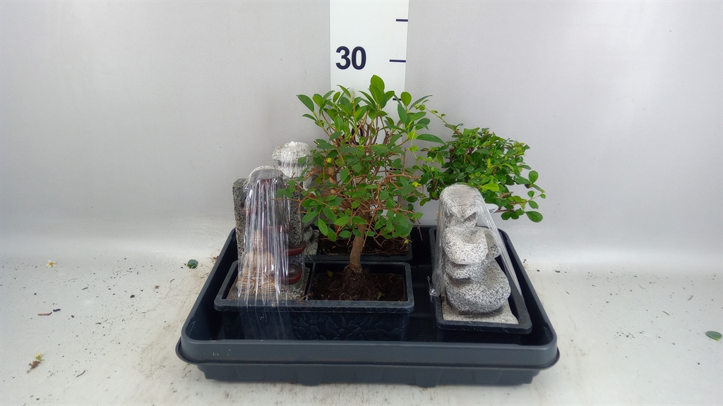Bonsai Mix 22Ø 25cm