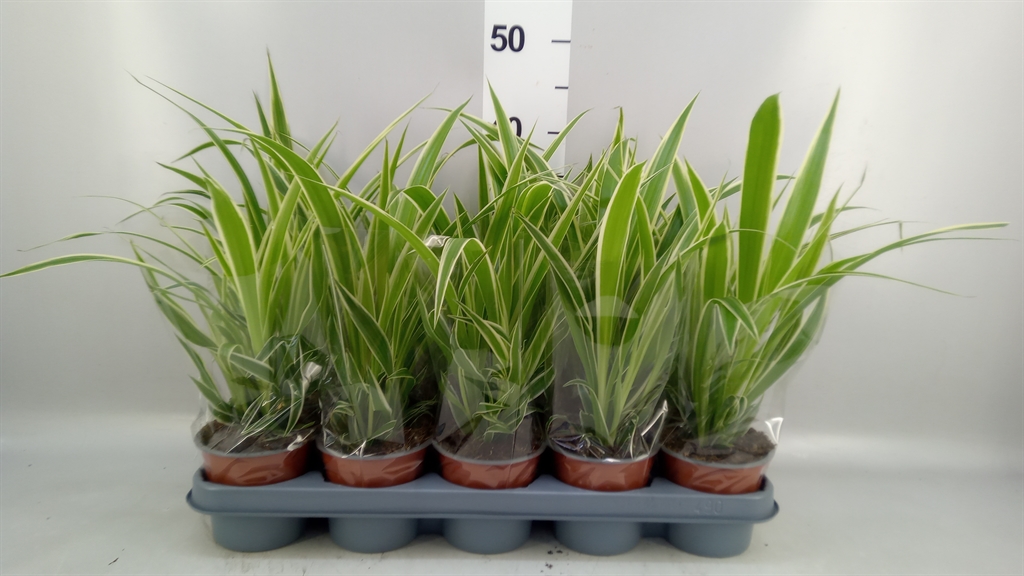 Chlorophytum Comosum 12Ø 35cm