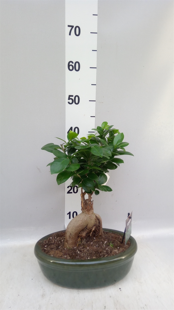 Ficus Microcarpa Ginseng 30Ø 40cm