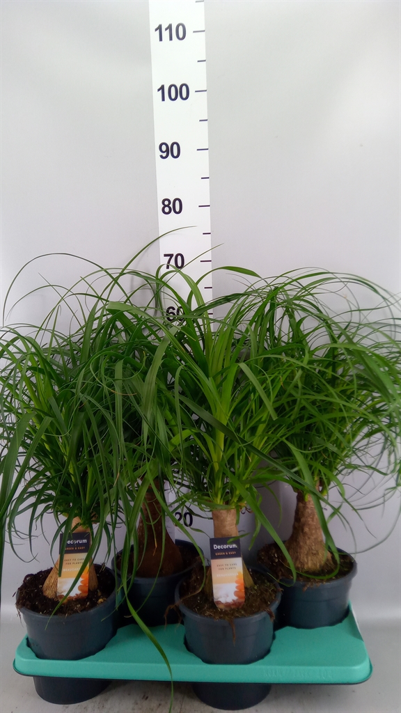 Nolina (BEAUCARNEA) 17Ø 60cm