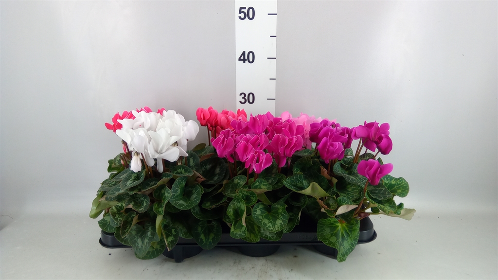 Cyclamen Midi Super Serie Macro 12Ø 30cm