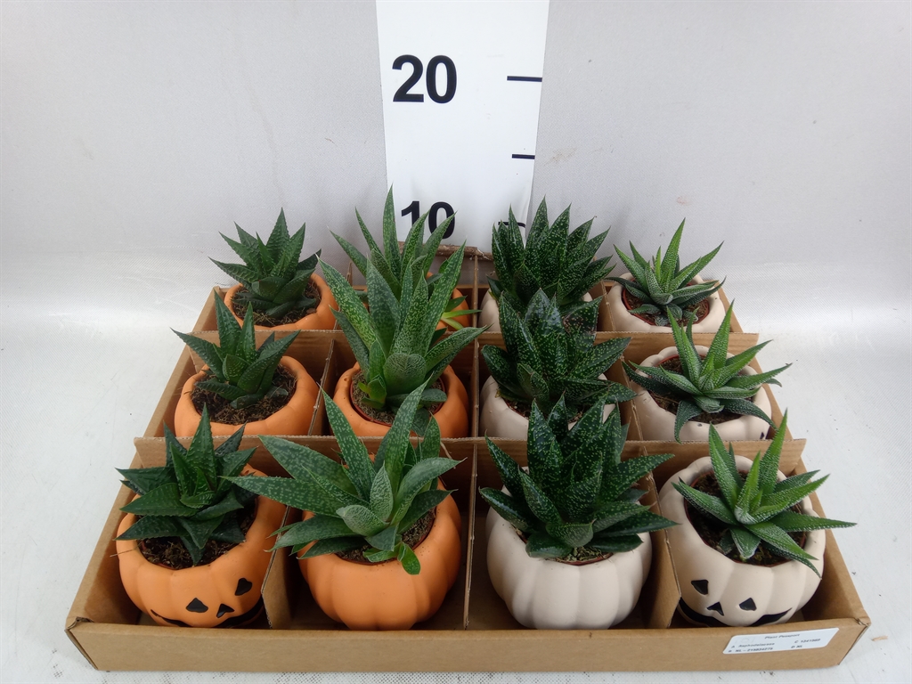 Aloe Mix 5Ø 10cm