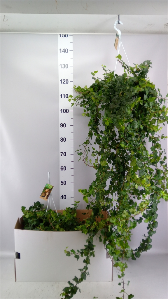 Hedera Helix Wonder 24Ø 110cm