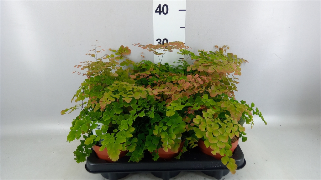 Adiantum Tenerum Scutum Roseum 12Ø 35cm