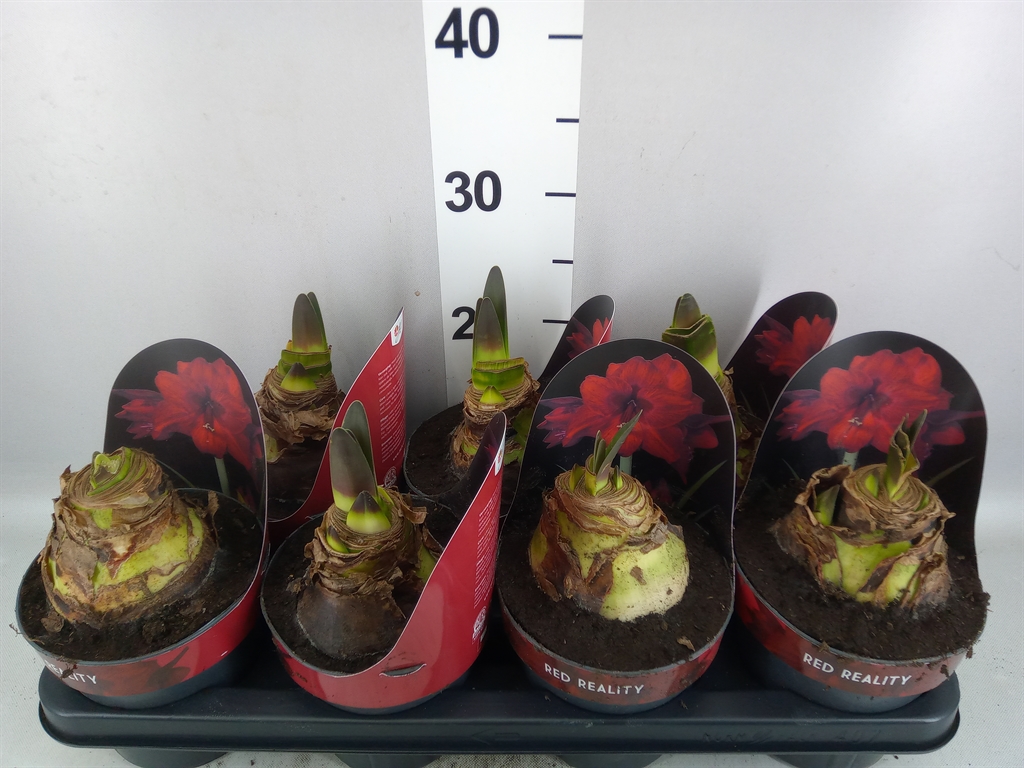 Hippeastrum Red Reality 14Ø 25cm