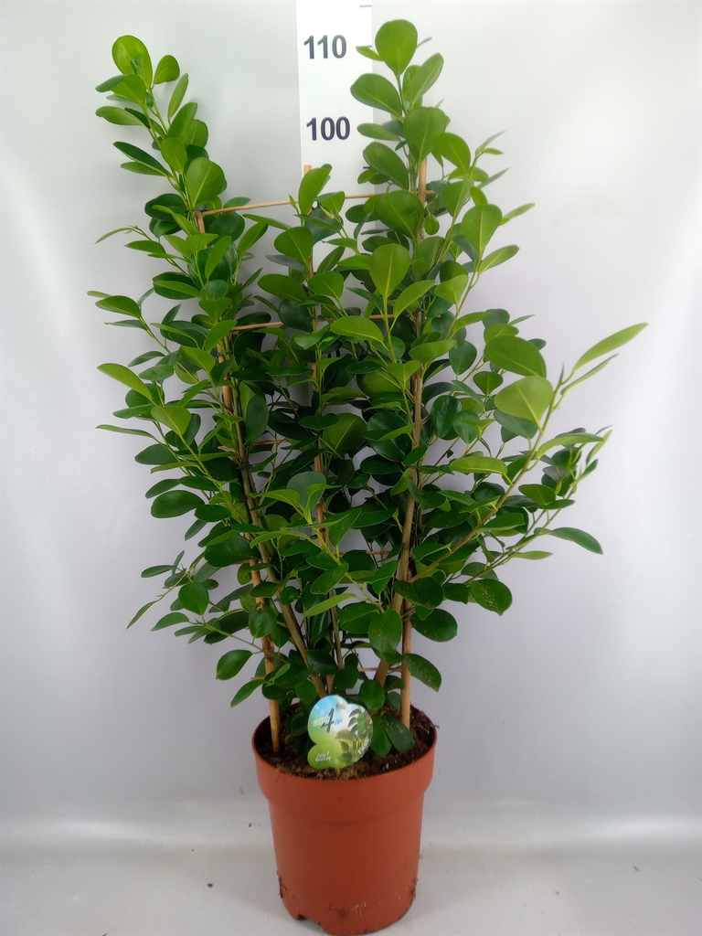 Ficus Microcarpa Moclame 24Ø 90cm
