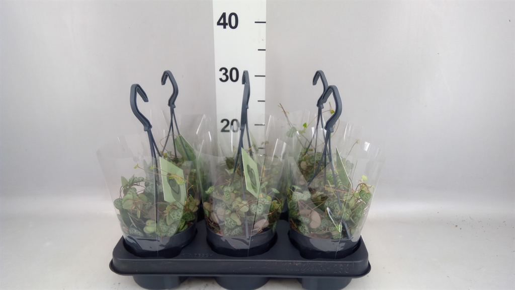 Ceropegia Woodii Sup 12Ø 32cm