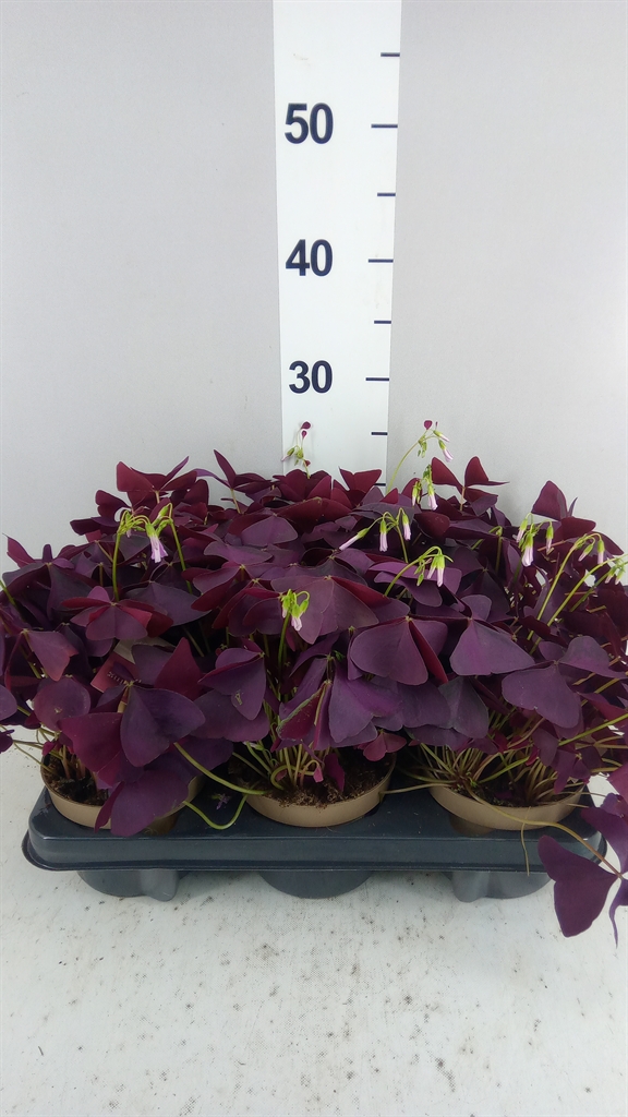 Oxalis Mijke 12Ø 20cm