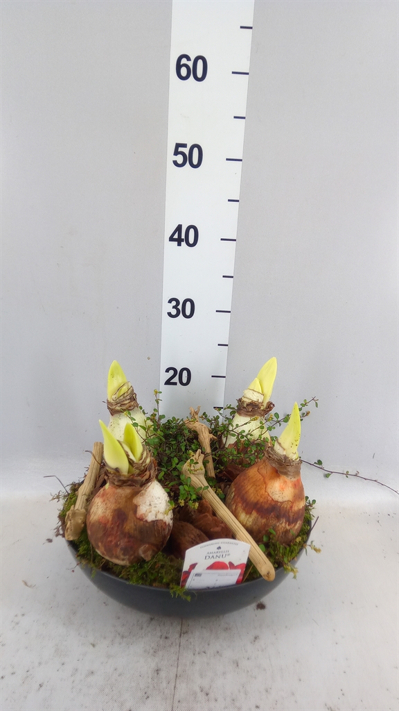 Arr Hippeastrum 30Ø