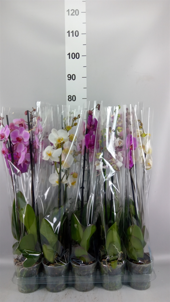Phalaenopsis Mix 5 Colours 12Ø 55cm 2st