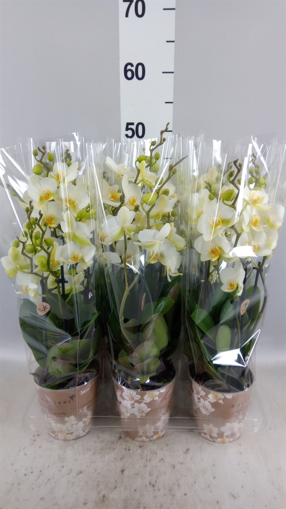 Phalaenopsis Multiflora Lausanne 12Ø 40cm 6st