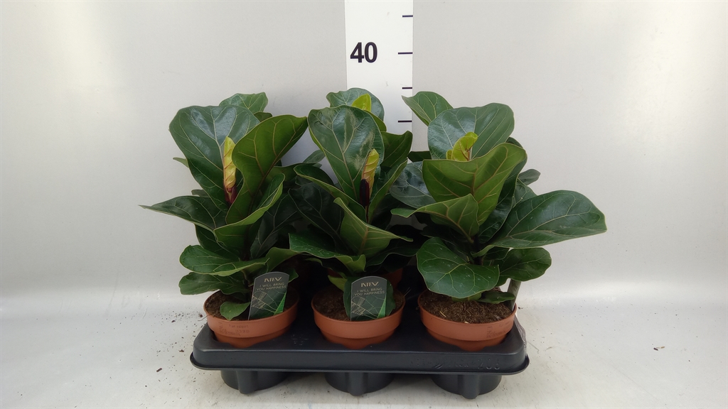 Fic Ov Lyrata Bambin 12Ø 30cm