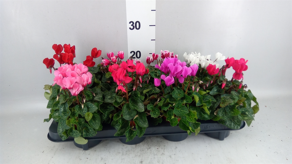 Cyclamen Super Serie Carino 10Ø 25cm