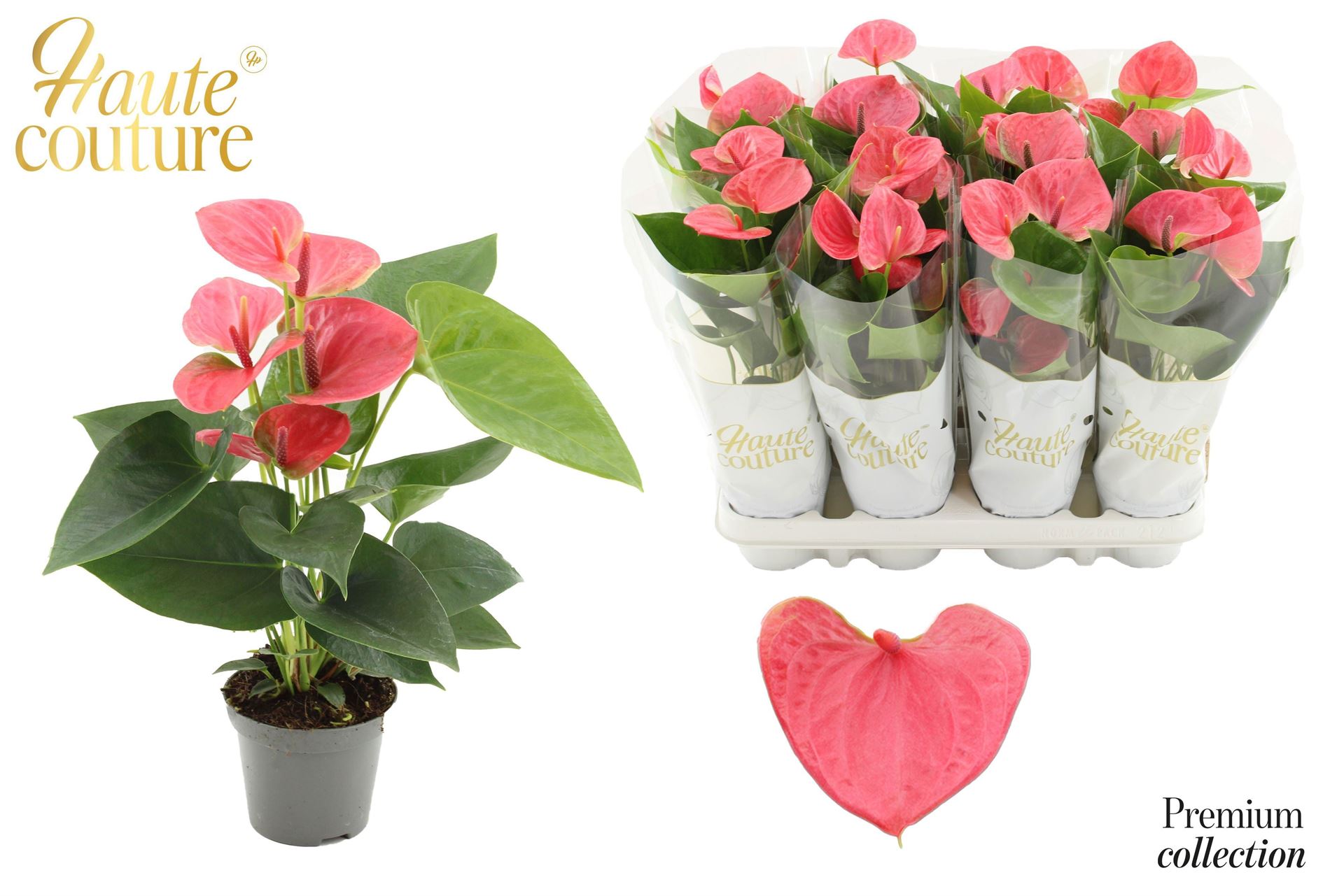 Anthurium Sweet Dream 9Ø 29cm