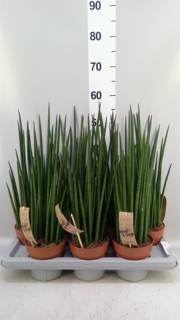 Sansevieria Bacularis 14Ø 55cm