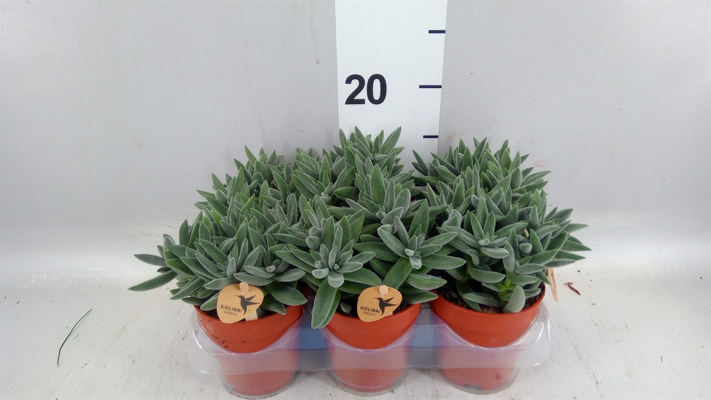 Crassula Tarantula 9Ø 17cm