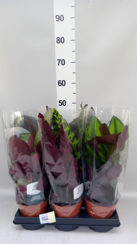 Calathea Mix 14Ø 35cm