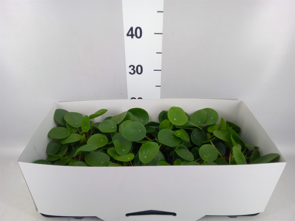 Pilea Peperomoides 13Ø 20cm