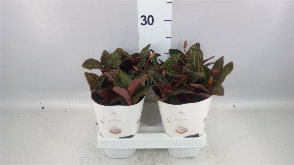 Ludisia Discolor 12Ø 35cm 3st