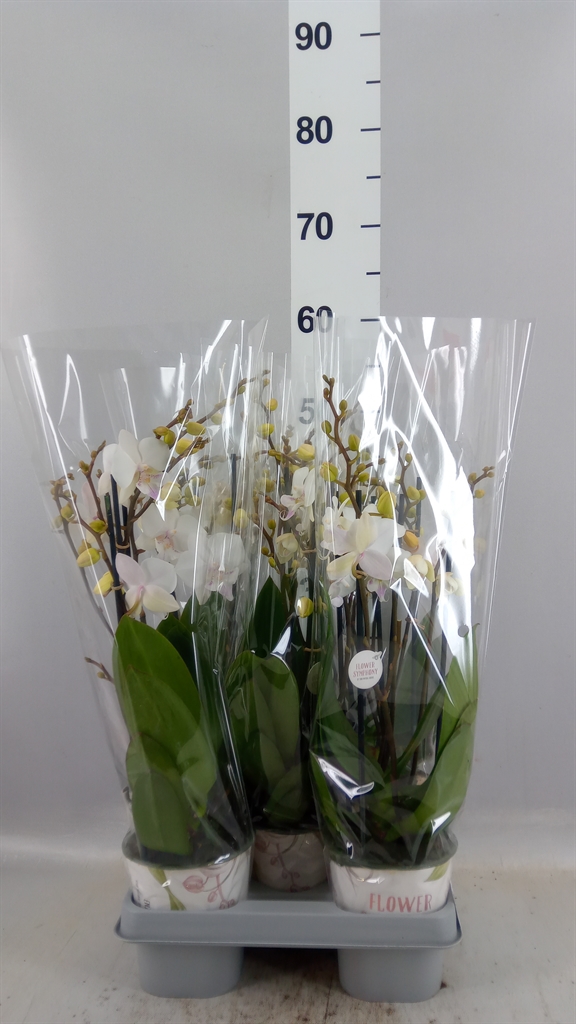 Phal Manta Similan 12Ø 45cm