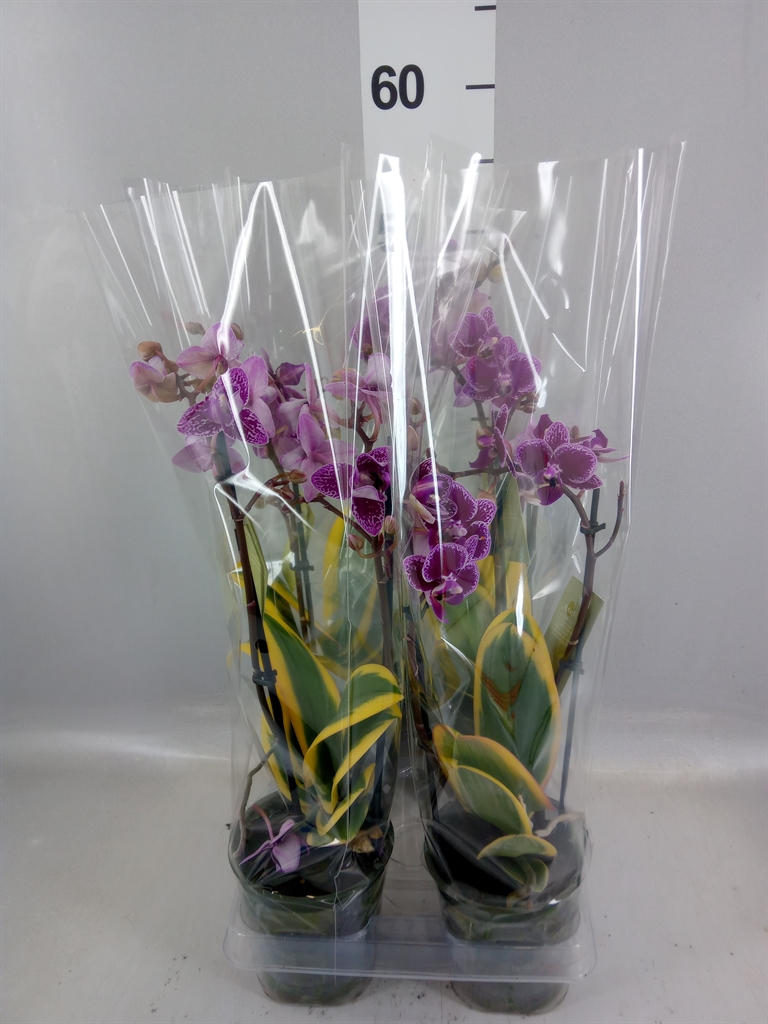 Phalaenopsis Multiflora Hornglin Vicky Magic Leaf 12Ø 50cm 2st