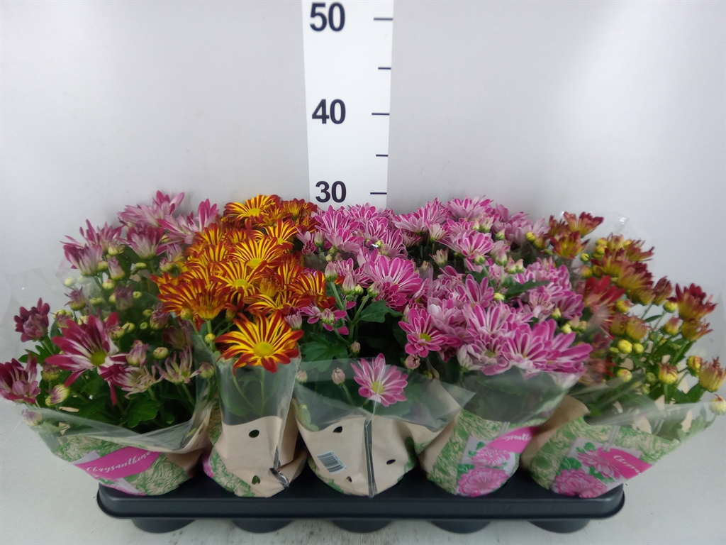 Chrysanth Mix 12Ø 26cm