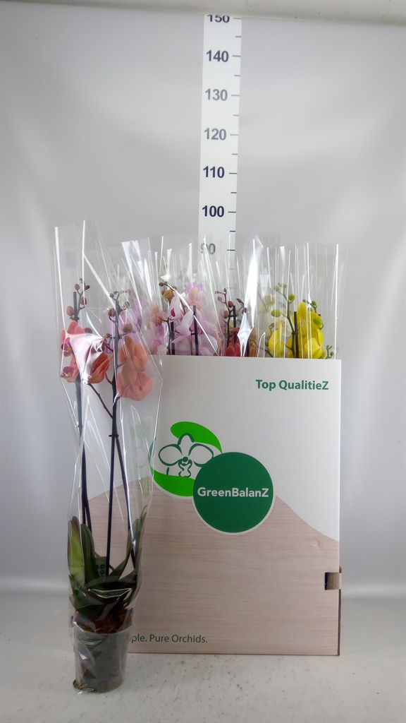 Phalaenopsis Mix 12Ø 75cm 2st