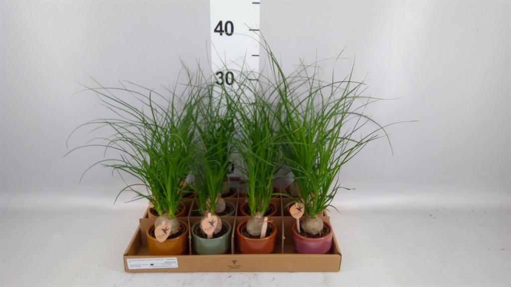 Beaucarnea Recurvata 6Ø 20cm