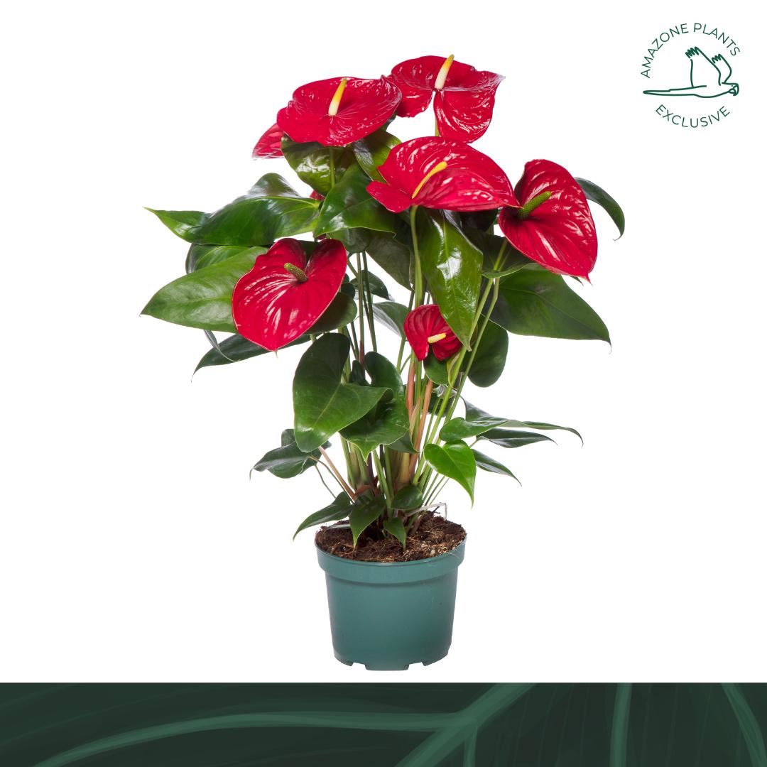 Anthurium Nevada 17Ø 65cm