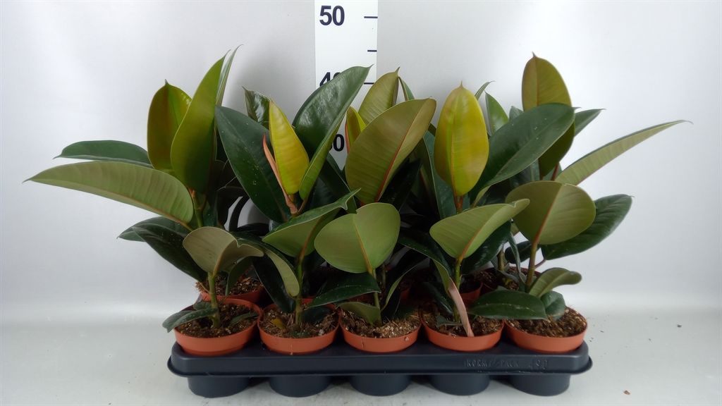 Ficus Robusta 12Ø 45cm