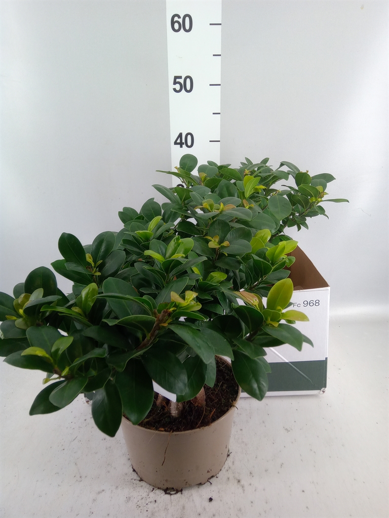 Ficus Microcarpa Ginseng 18Ø 45cm
