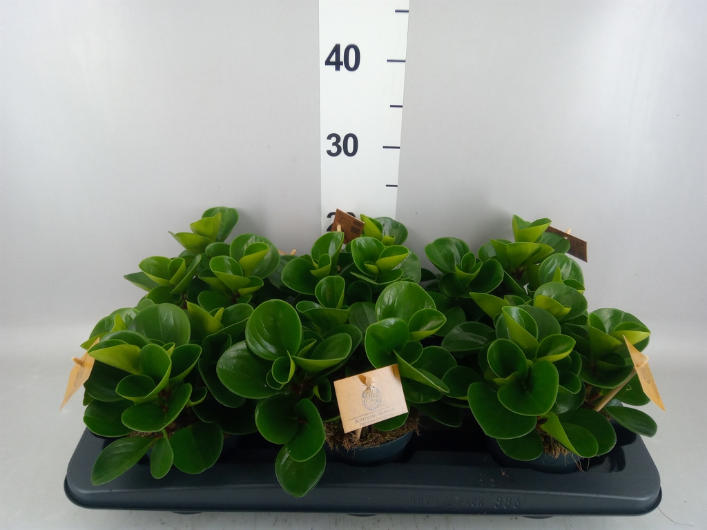 Peperomia Obtusifolia Green Gold 12Ø 20cm