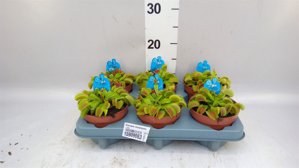 Dionaea Muscipula 12Ø 20cm