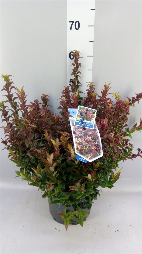 Leucothoe Axillaris 23Ø 40cm