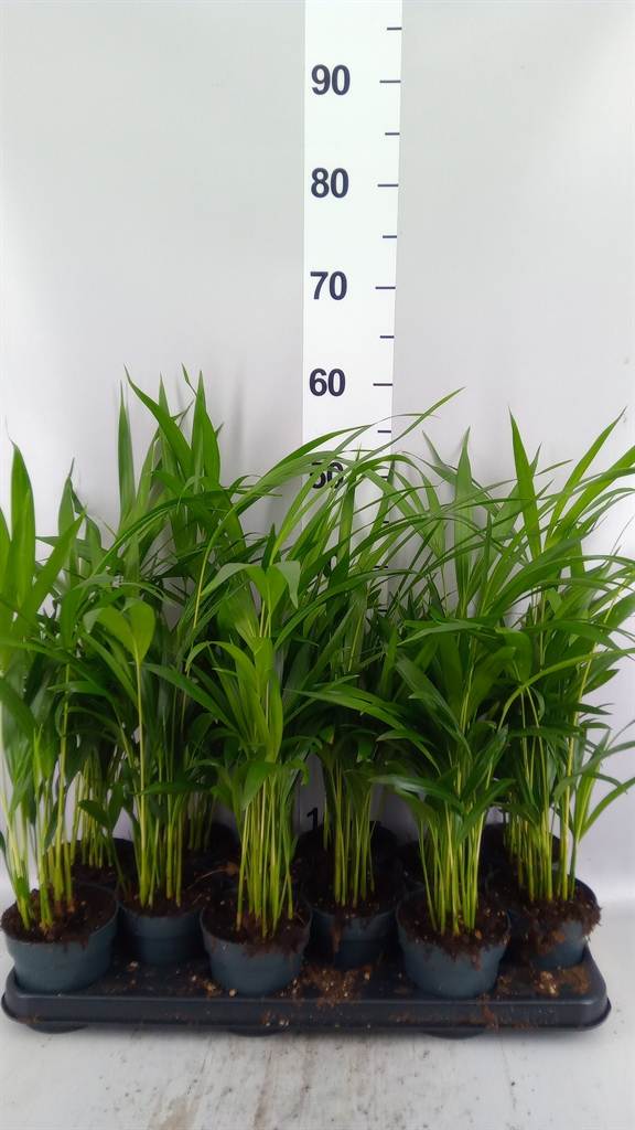 Dypsis Lutescens 10Ø 45cm