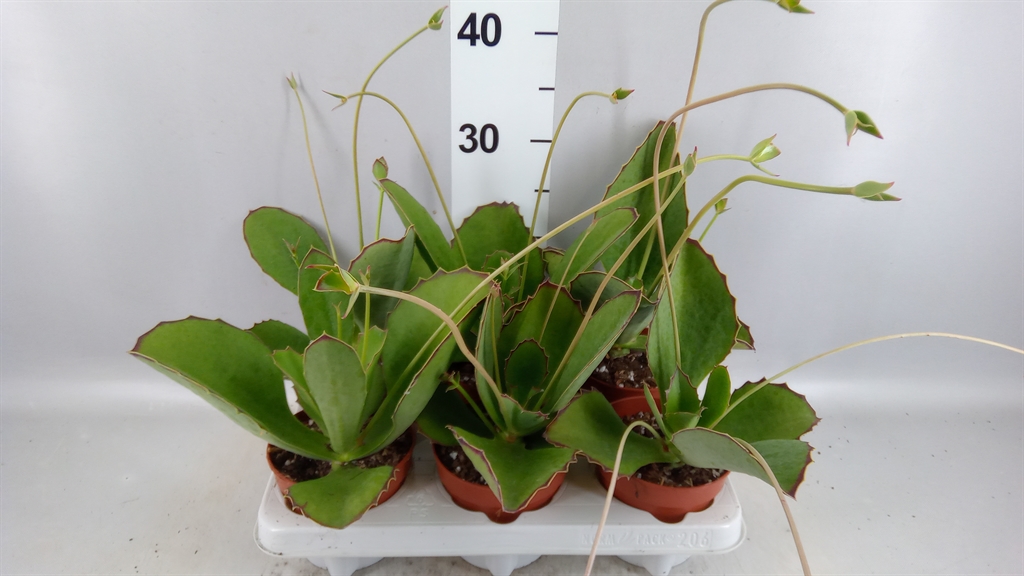 Kalanchoe Ov 11Ø 20cm