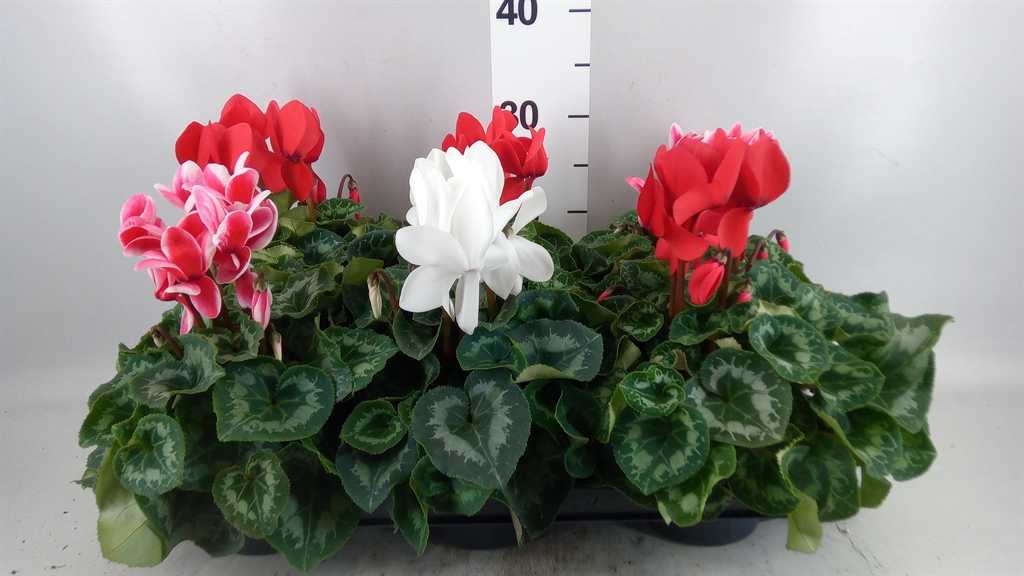 Cyclamen Super Serie Leopardo 13Ø 30cm